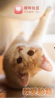 猫咪 国产 视频,萌宠魅力，国货之光