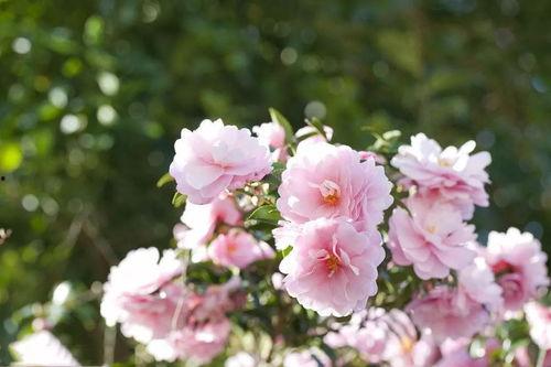 国产茶梅品种大全图解视频,一网打尽茶梅之美